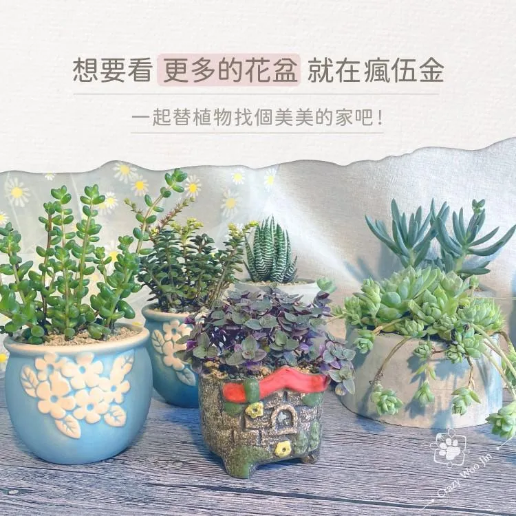 金钻盆栽植物水培大叶绿植铂金钻绿萝箩多肉办公室内懒人易养花卉-Taobao